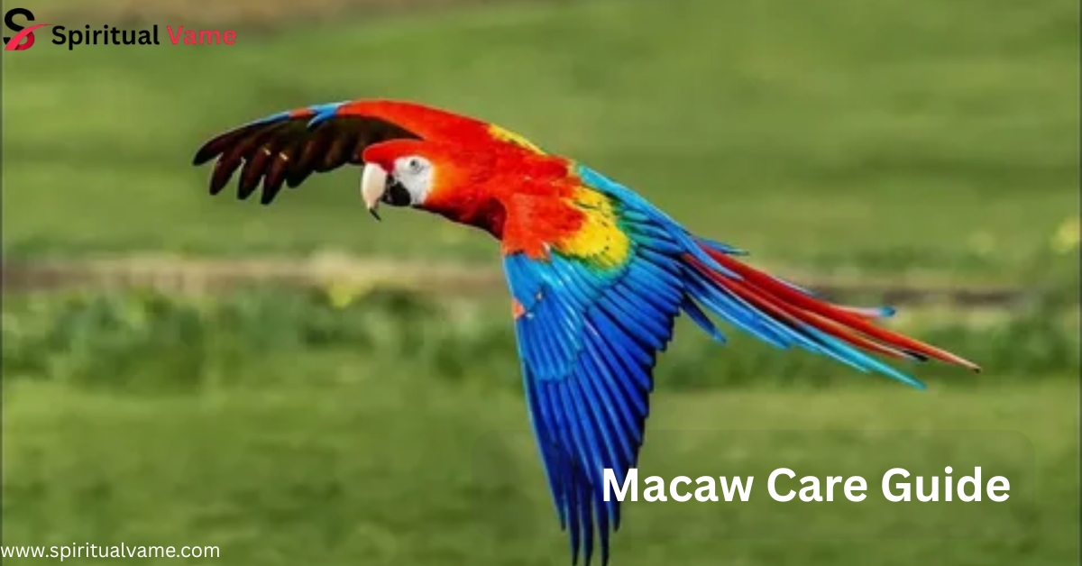 Macaw Care Guide