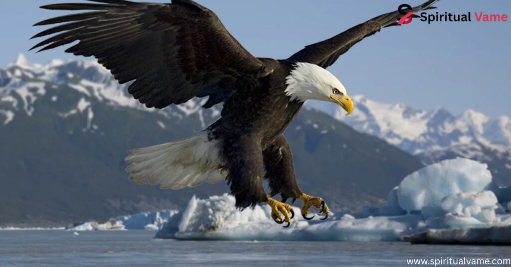 Largest Birds in Alaska