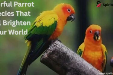 Colorful Parrot Species That Will Brighten Your World