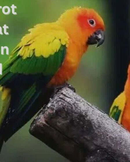 Colorful Parrot Species That Will Brighten Your World