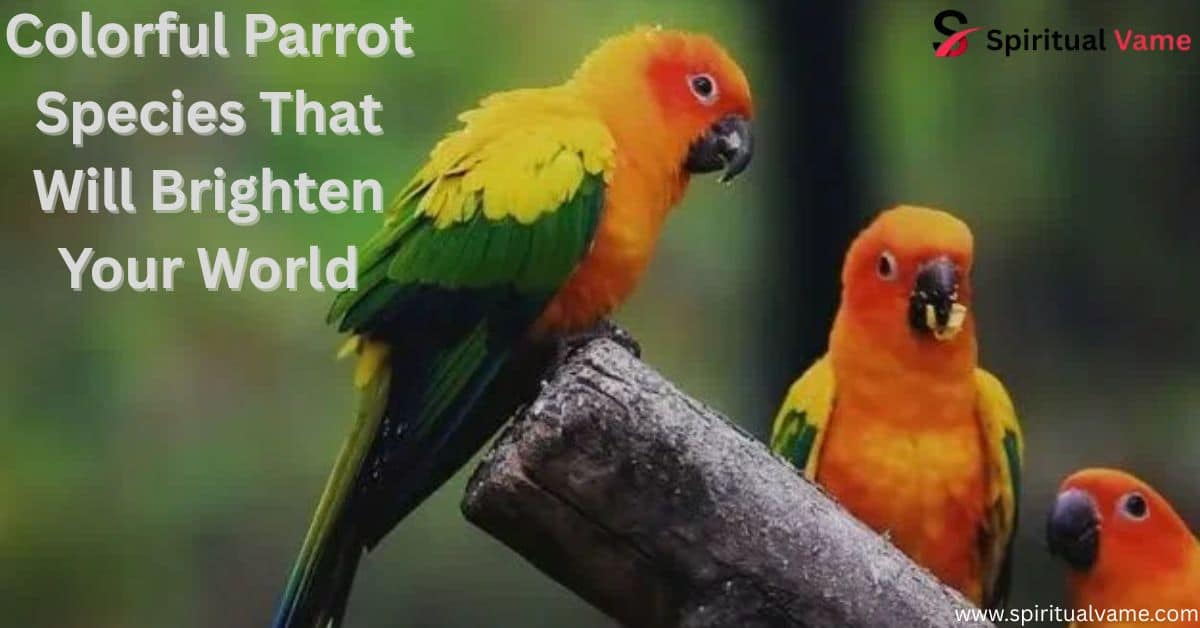 Colorful Parrot Species That Will Brighten Your World