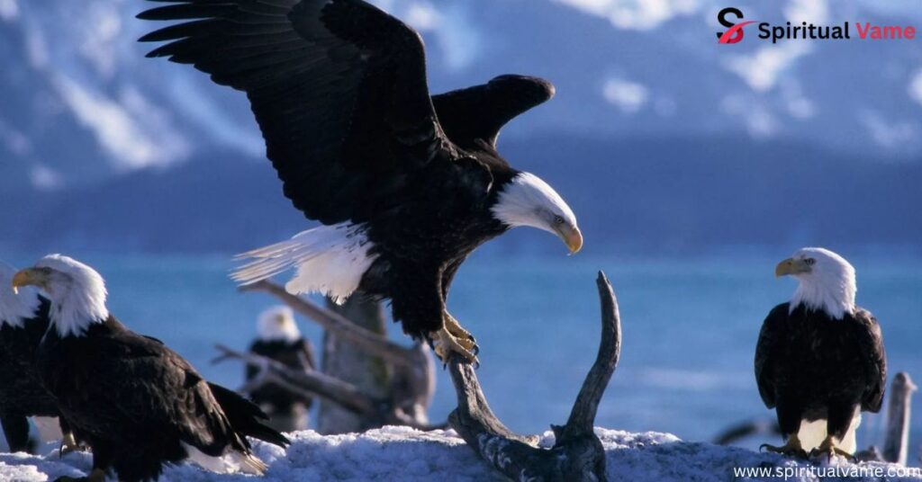 Largest Birds in Alaska