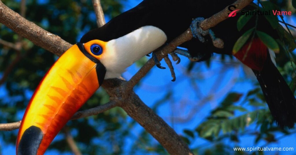 Toco Toucan Facts – Everything You Need to Know About This Colorful Bird