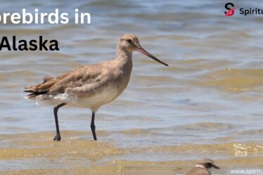 Shorebirds in Alaska