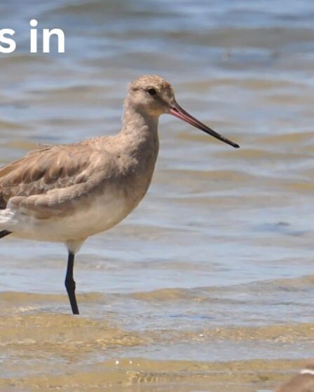 Shorebirds in Alaska