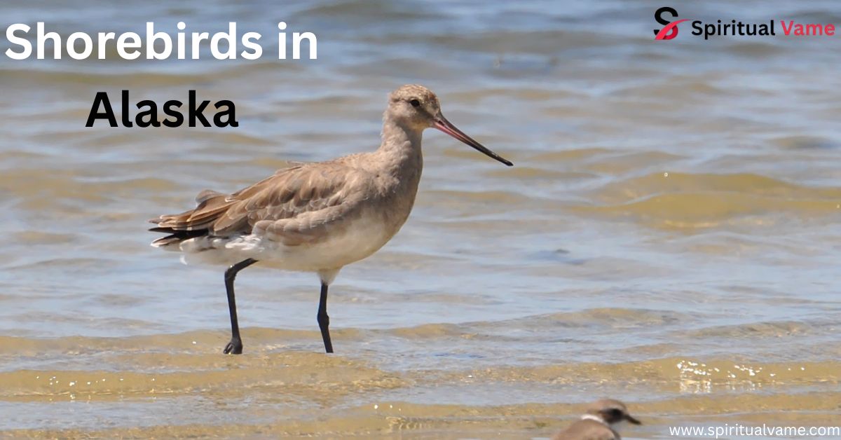 Shorebirds in Alaska