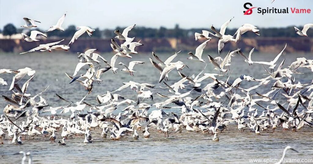 Shorebirds in Alaska