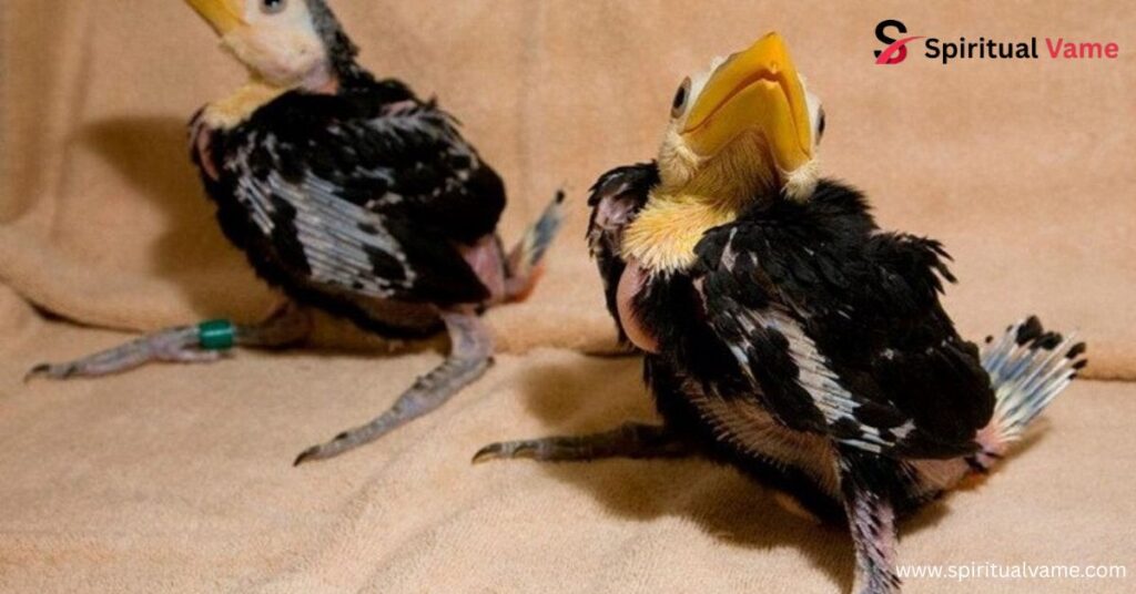Toco Toucan Facts – Everything You Need to Know About This Colorful Bird