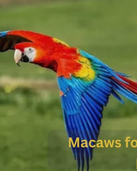 macaws for outstanding pet