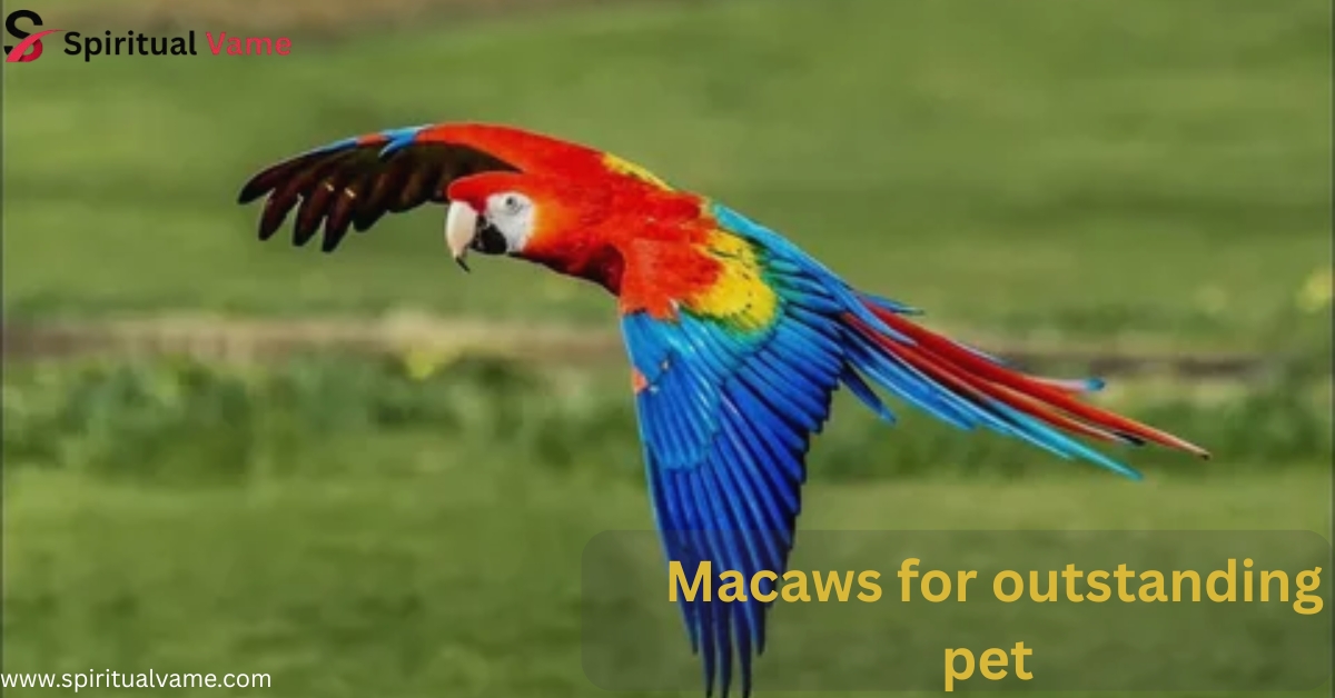 macaws for outstanding pet