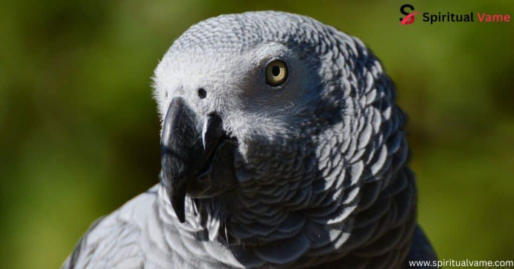 Colorful Parrot Species That Will Brighten Your World