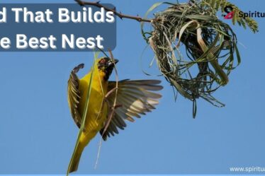 list of nesting Birds