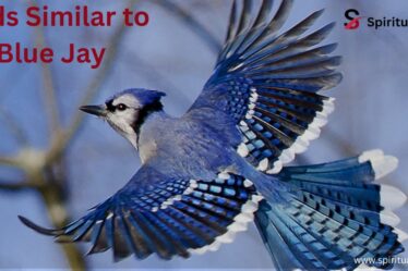 Birds Similar to Blue Jay