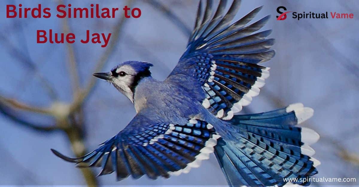 Birds Similar to Blue Jay