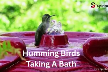 do hummingbirds use bird baths