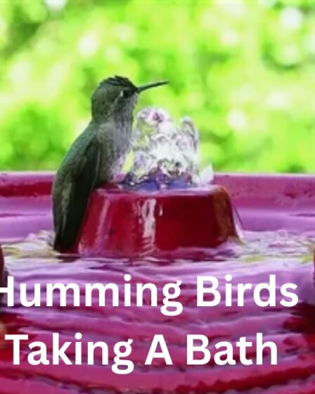 do hummingbirds use bird baths