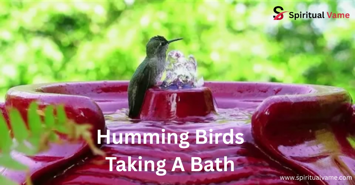 do hummingbirds use bird baths