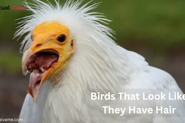 Birds That Look Like They Have Hair