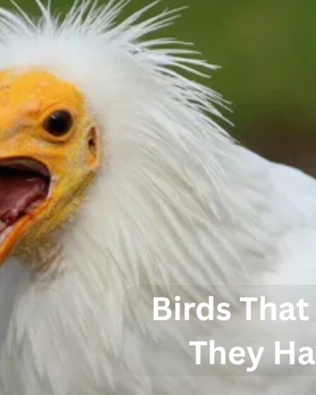 Birds That Look Like They Have Hair