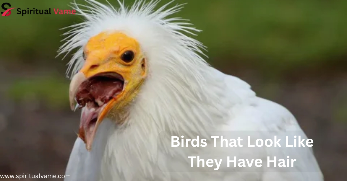 Birds That Look Like They Have Hair