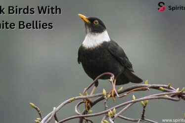 Black Birds With White Bellies