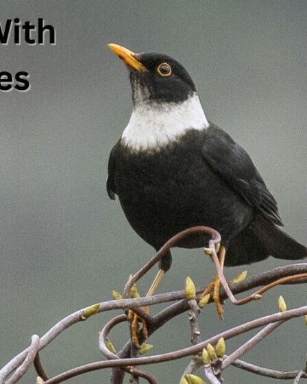 Black Birds With White Bellies