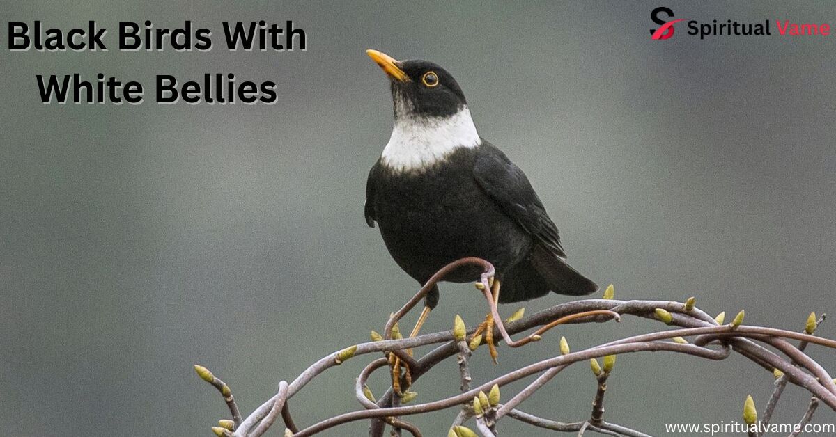 Black Birds With White Bellies