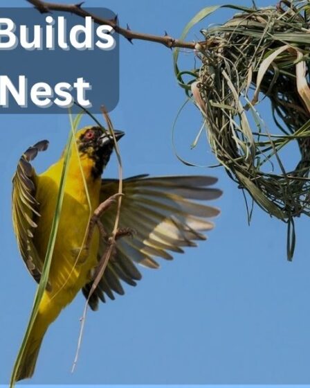 list of nesting Birds