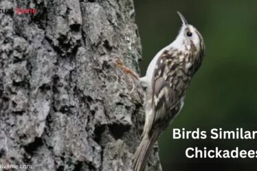 Birds Similar to Chickadees