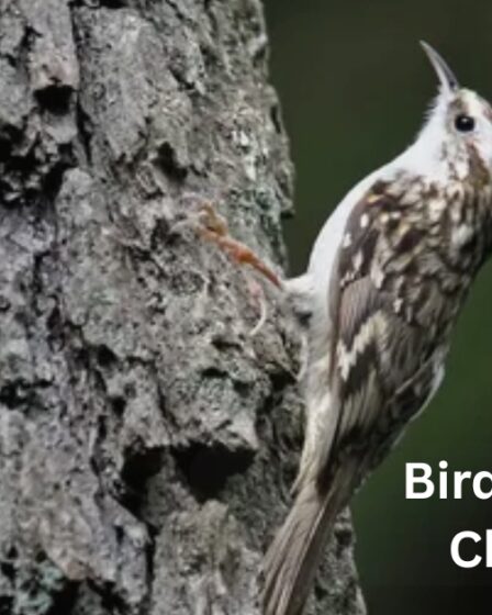 Birds Similar to Chickadees