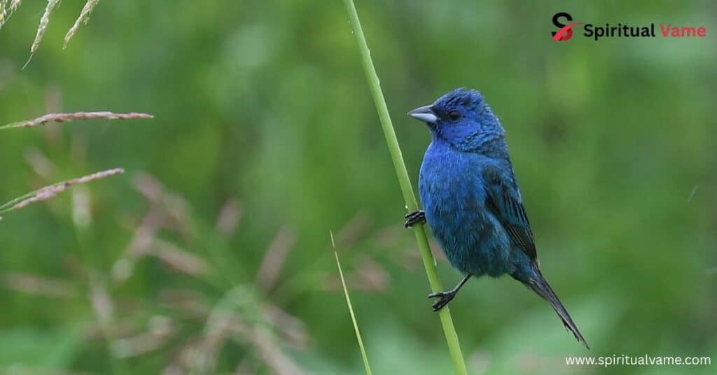 Birds Similar to Blue Jay