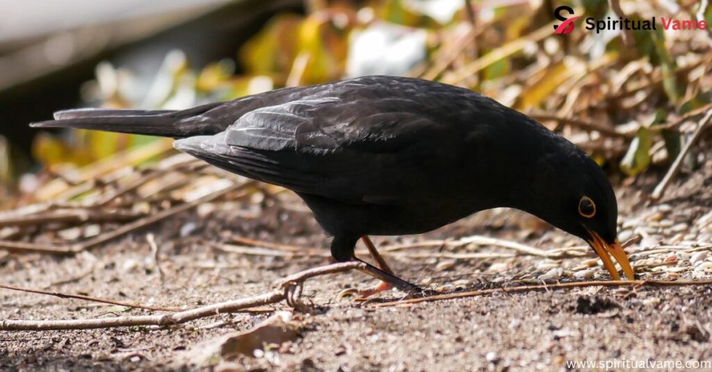 Black Birds With White Bellies