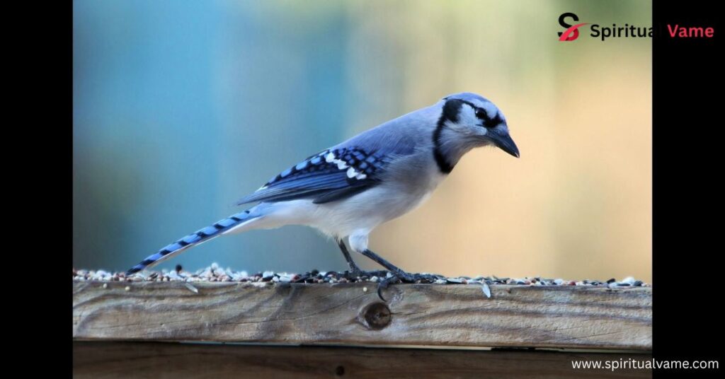 Birds Similar to Blue Jay