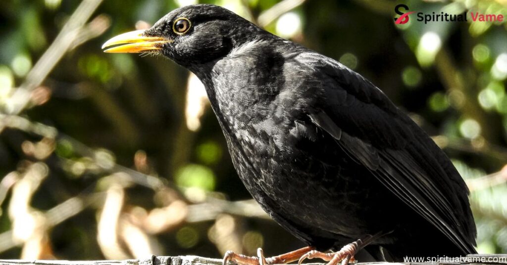 Black Birds With White Bellies