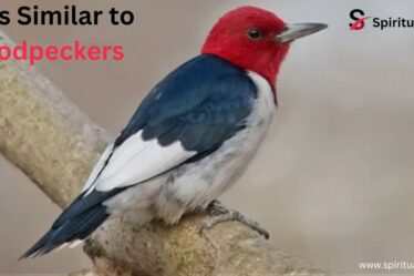 Birds Similar to Woodpeckers