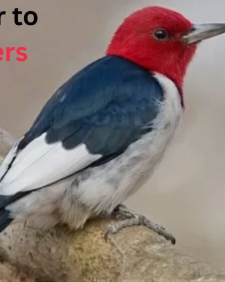 Birds Similar to Woodpeckers