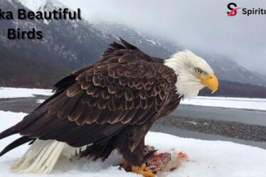 Alaska Beautiful Birds
