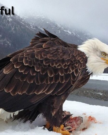 Alaska Beautiful Birds
