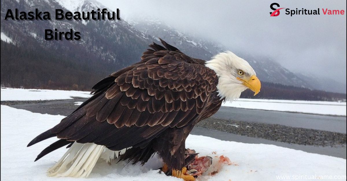 Alaska Beautiful Birds