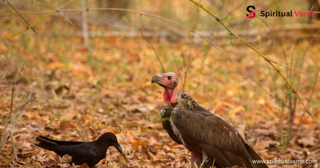 Birds Similar to Woodpeckers