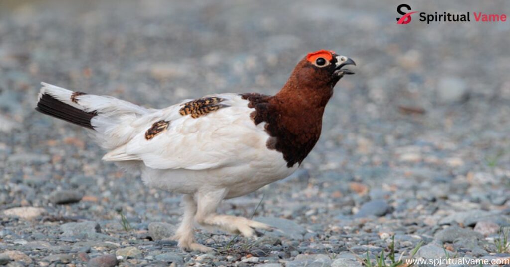 Alaska Beautiful Birds