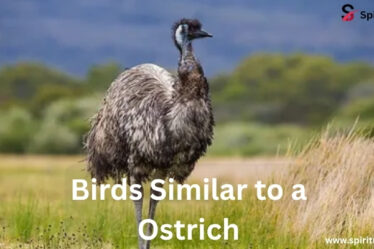 10 Bird Similar to Ostrich