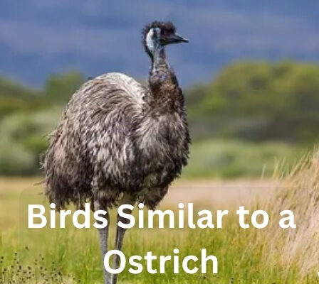 10 Bird Similar to Ostrich