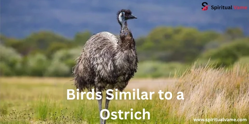 10 Bird Similar to Ostrich