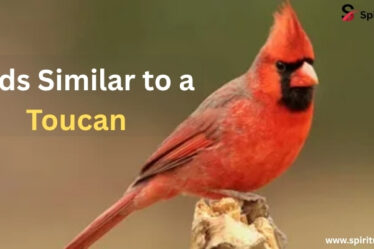 Bird Similar to Toucan