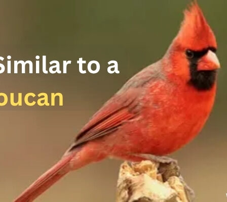 Bird Similar to Toucan