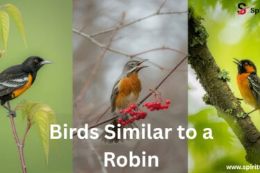 Bird Similar to a Robin