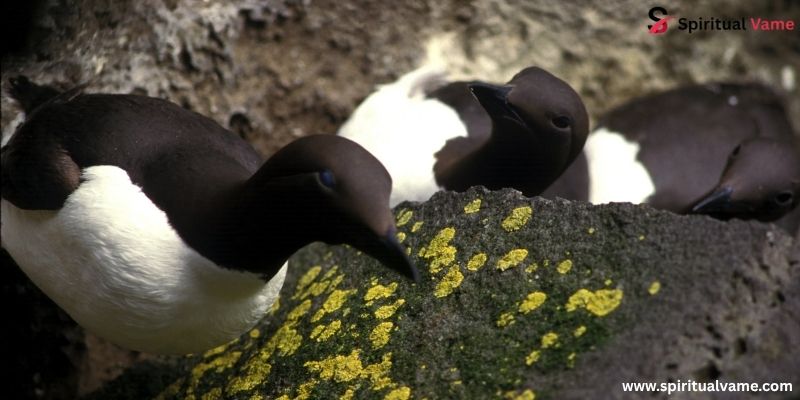 Common Murre