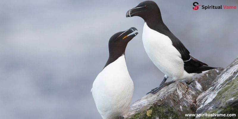 Razorbill