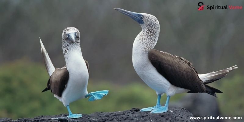 Boobies